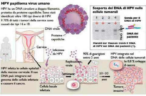 hpv infez