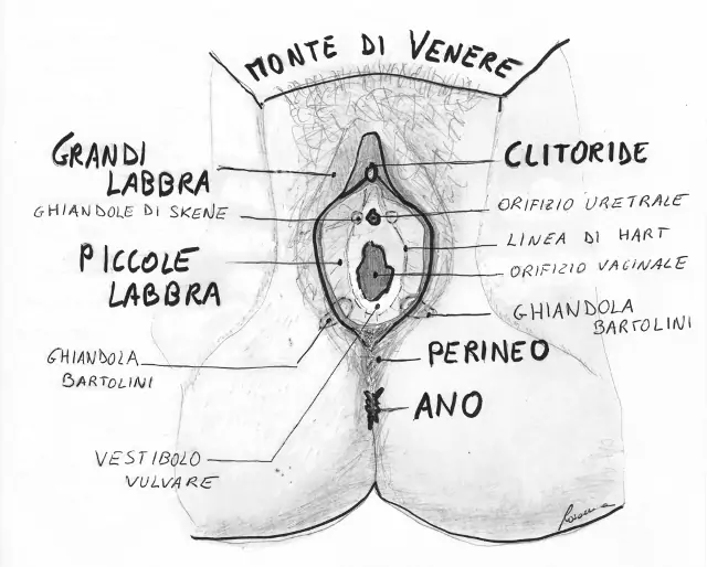 Organi genitali esterni femminili