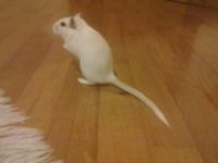 Mr. Marshmellow.jpg