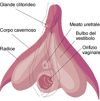 clitoride.gif