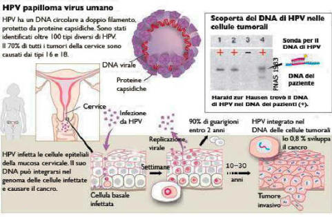 tempo latenza papilloma virus