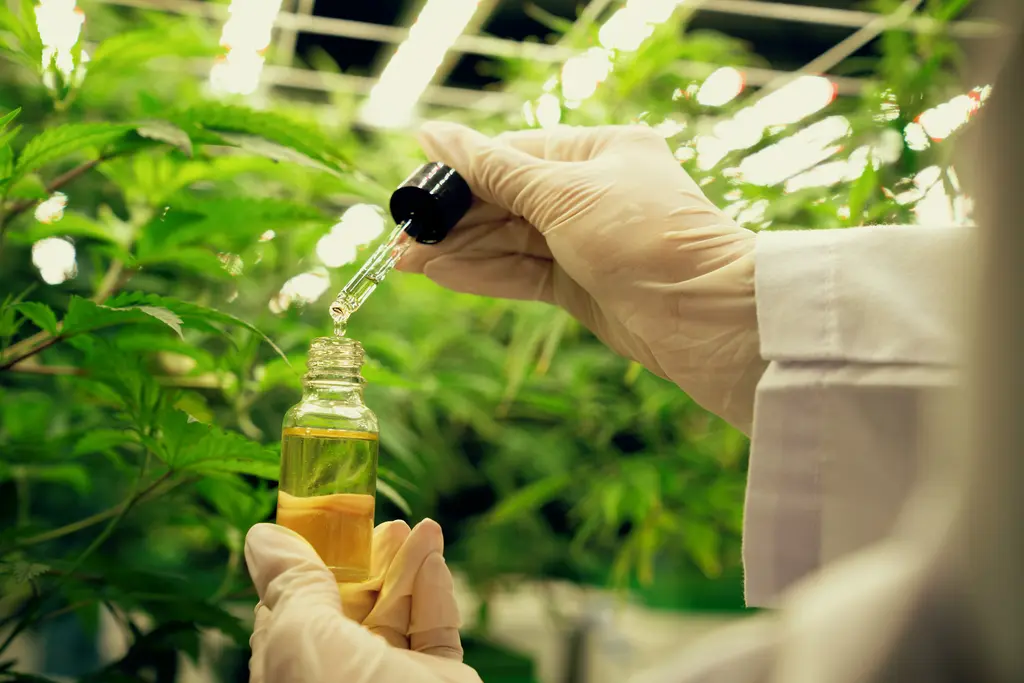 Cannabis terapeutica