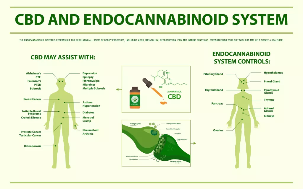 Endocannabinoidsystem