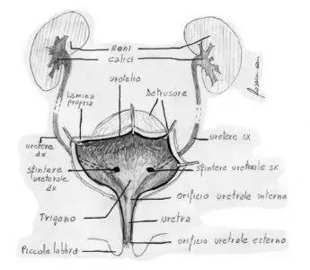 Anatomia della vescica - Cistite.info APS