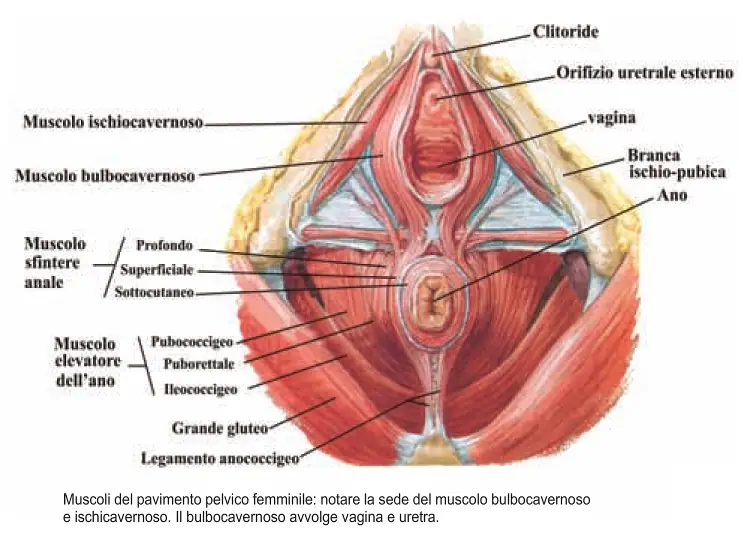 Anatomia del pavimento pelvico