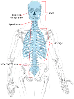 Trattamento medico: Osteopatia